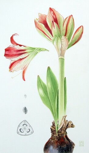 Amaryllis_DSCF2707_cropped