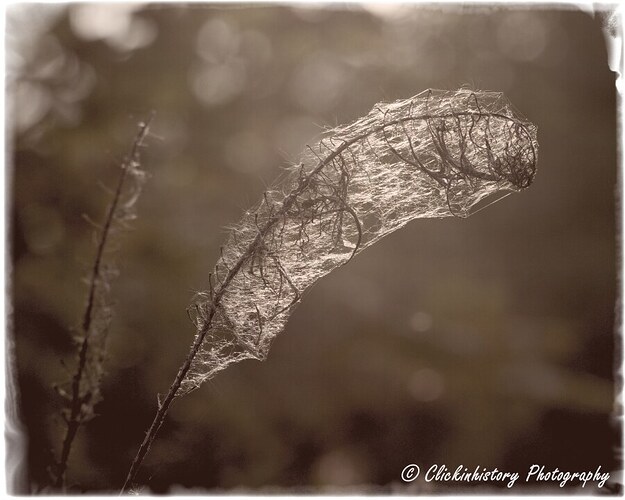 seed wands_web